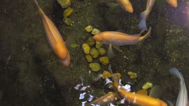 Midas Cichlid Tropické Ryby Exotickém Akváriu Pohled Ryby Amphilophus Citrinellus — Stock video