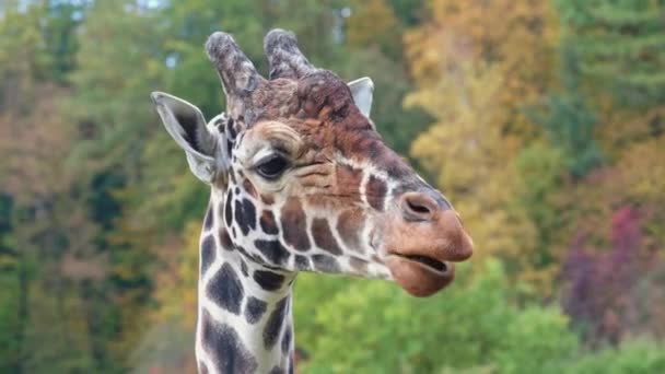 Retikulerad Giraff Även Känd Som Den Somaliska Giraffen Och Höstskogen — Stockvideo