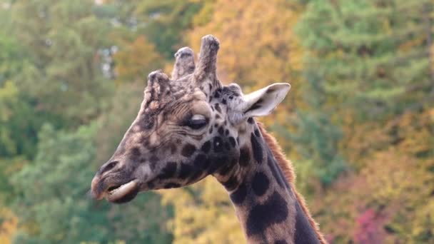 Retikulerad Giraff Även Känd Som Den Somaliska Giraffen Och Höstskogen — Stockvideo