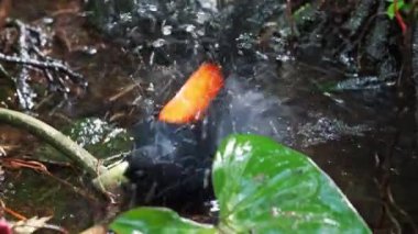 Kırmızı popolu kakacique, gölette banyo yapıyor. Cacicus kanamalı.