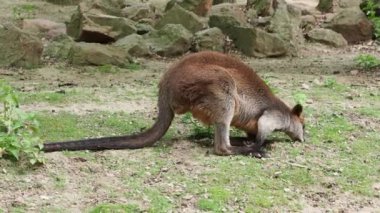 Wallaby bataklığı, iki renkli Wallabia. Kara kanguru olarak bilinir.