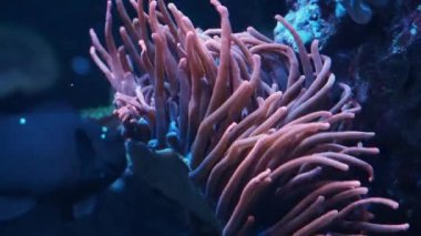 Akvaryumda renkli tropikal mercanlar ve deniz şakayıkları