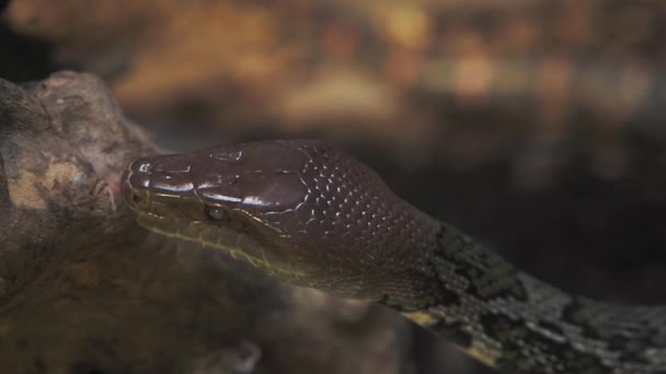 古巴蟒蛇 Epicrates Angulifer 这条蛇濒临绝种 — 图库视频影像