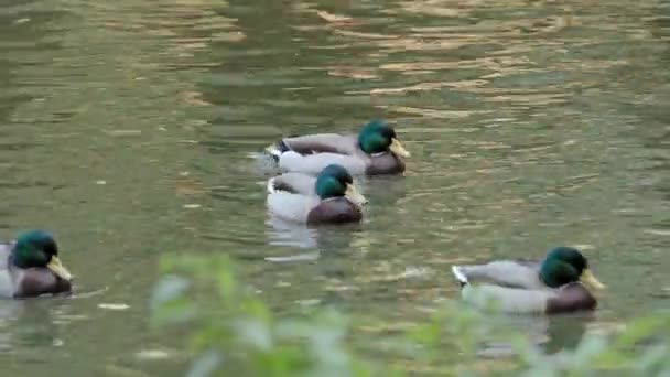 Mallard Duck Pond Waving Its Wings — Stock Video