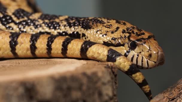 Serpiente Gopher Del Pacífico Serpiente Gopher Costa Pituophis Catenifer Sayi — Vídeos de Stock