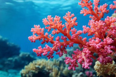 Güzel, pembe bir mercanın, el değmemiş bir sualtı ortamında geliştiği yakın plan. Yapay zeka üretken