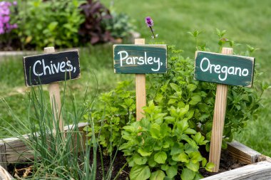 Frenk soğanı, maydanoz ve keklik otunun her birinin üzerinde etiketler olan bir bahçe yatağında yetişmesini sağla. Yapay zeka üretken