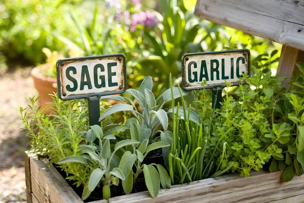 Adaçayı, sarımsak ve diğer otlar, canlı bir bahçe ortamında kolayca tanınması için etiketlenmiş, kırsal ahşap bir bitki kutusunda gelişir. Yapay zeka üretken