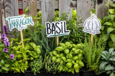 Tarhun, fesleğen, sarımsak ve diğer taze otlar etiketli bir ev bahçesinde yetişiyor.