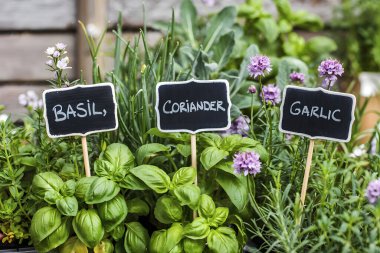 Ev bahçesinde yetişen fesleğen, kişniş ve sarımsak bitkilerinin her birinin betimleyici bir karatahta etiketi var.