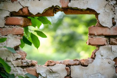 Eski çatlak tuğla duvarda büyüyen yeşil yapraklar ve bulanık yeşil arka planı olan bir delik. Yapay zeka üretken