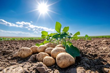 Parlayan güneşin altında toprakta yetişen patates bitkisi. Yapay zeka üretken