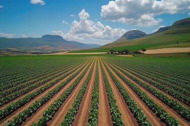 Düz sıra ekinler geniş bir tarımda yetişiyor. Dağlar ve arka planda bulutlu bir gökyüzü var. Yapay zeka üretken