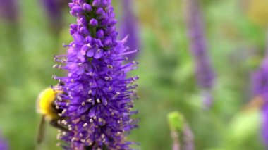 Bumblebee-Bombus 'a yakın mesafede bahçe hız limitleri ya da uzun yapraklı Speedwell, Pseudolysimachion maritimum olarak bilinen veronica longifolia nektarıyla beslenir.