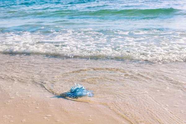 Medusas Azules Playa Arena Del Mar Mediterráneo Monastir Túnez —  Fotos de Stock
