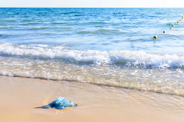 Błękitna Meduza Piaszczystej Plaży Morza Śródziemnego Monastir Tunezja — Zdjęcie stockowe