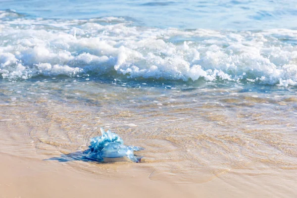 Medusas Azuis Praia Areia Mar Mediterrâneo Monastir Tunísia Fotografias De Stock Royalty-Free