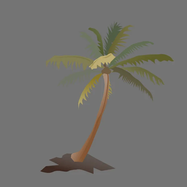 Een Grote Palm Zwarte — Stockfoto