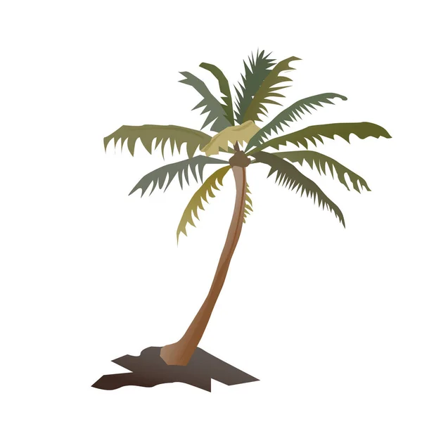 Een Grote Palm Witte — Stockfoto
