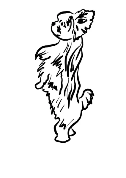 Illustrazione Piccolo Terrier — Foto Stock