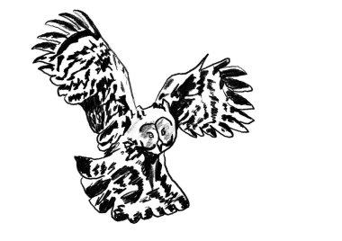   Avdaki bir baykuşun siyah-beyaz çizimi