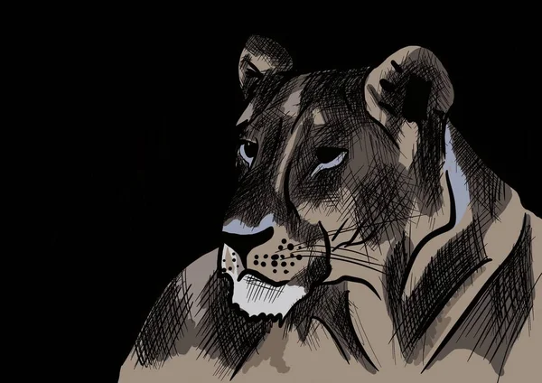 Kopf Einer Erwachsenen Löwin Auf Schwarzem Hintergrund — Stockfoto