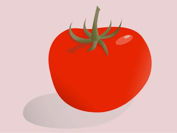 トマトは白い背景に隔離され — ストックベクタ