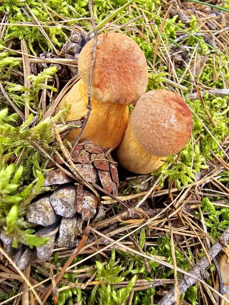 Ein Pilz Wald — Stockfoto