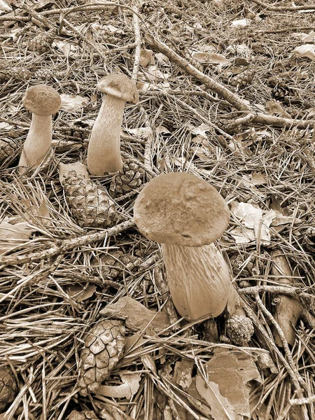 Ein Pilz Wald — Stockfoto