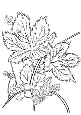    Bir bitkinin, yaprağın çizimi