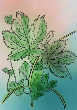    Bir bitkinin, yaprağın çizimi