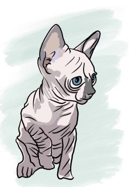   Kedi yerde oturuyor.