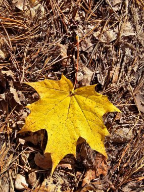  Sonbahar akçaağaç yaprakları ormanda yerde, en tepede.
