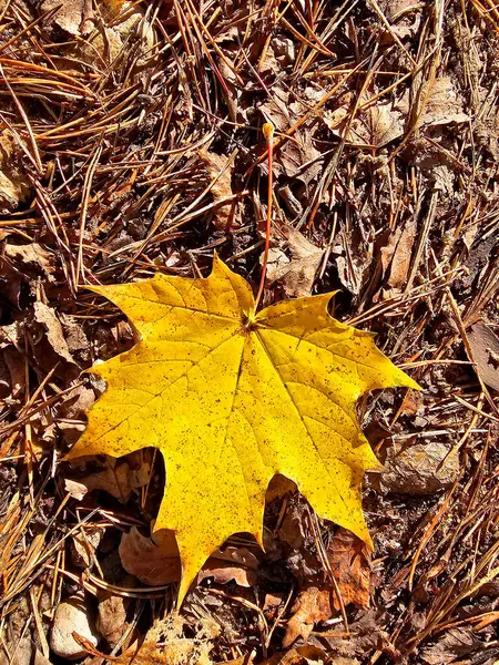  Sonbahar akçaağaç yaprakları ormanda yerde, en tepede.
