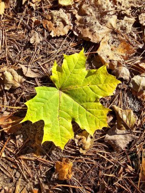 Sonbahar akçaağaç yaprakları ormanda yerde, en tepede.