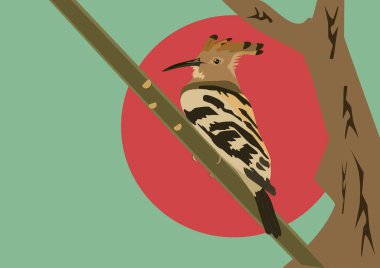 Avrasyalı bir Hoopoe kuşunun çizimi