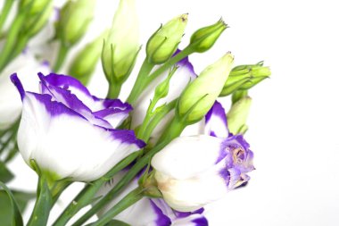 Beyaz arka planda izole edilmiş bir buket Eustoma çiçeği.