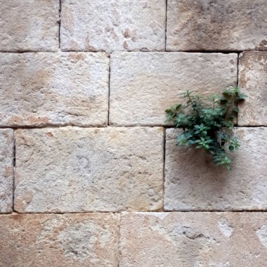 İnanılmaz inatçı bir yeşil bitki. Duvarın taşlarından yetişiyor.