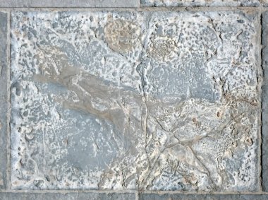 Paving slabs, fossilized shells, texture of fossils, close-up