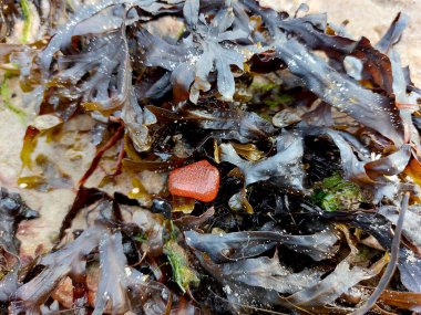 A piece of Baltic amber among algae on the seashore