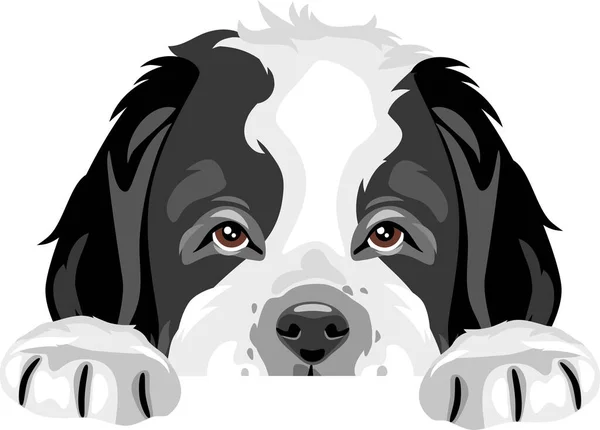 Peeping Saint Bernard Puppy Hond — Stockvector