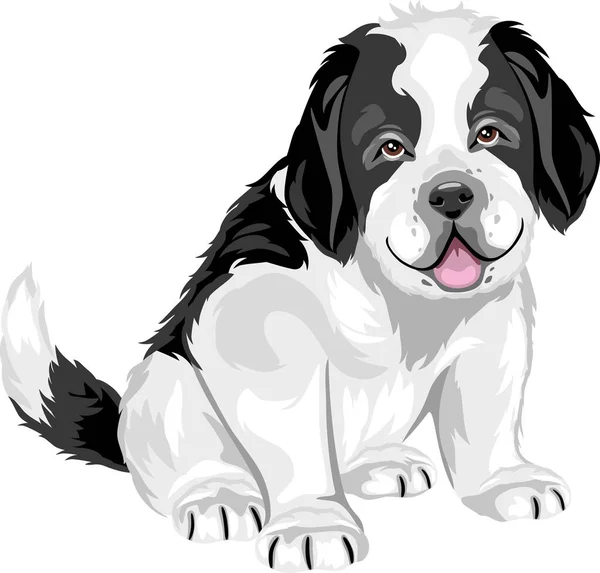 Leuke Saint Bernard Puppy Hond — Stockvector