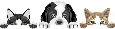 Röntgenci Saint Bernard yavru köpeği ve iki sevimli kedi.