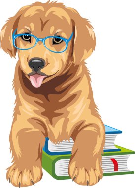 Kitapları olan akıllı Golden Retriever.