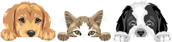 Golden Retriever Katt Och Saint Bernard Hund Bästa Vänner — Stock vektor