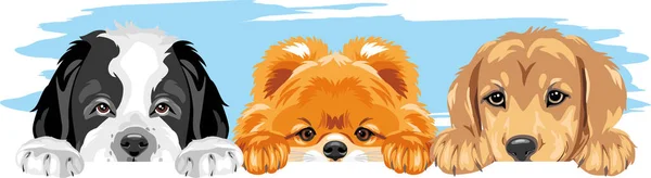波美拉尼亚犬 金毛猎犬和圣伯纳德犬是最好的朋友 — 图库矢量图片