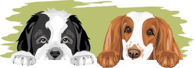 Aziz Bernard köpeği ve Cocker Spaniel çok iyi arkadaştır.