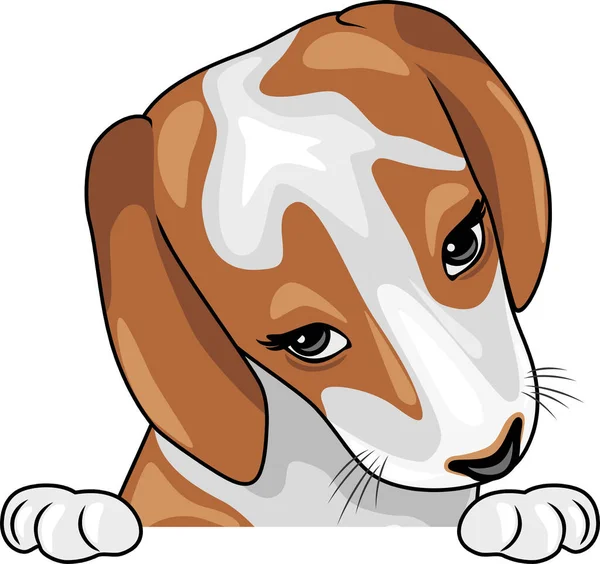 Kijkende Verlegen Beagle Puppy — Stockvector