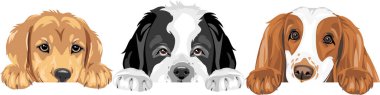 Golden Retriever, Saint Bernard köpeği ve Cocker Spaniel en iyi arkadaşlardır.