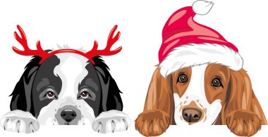 Noel için süslü püslü aksesuarlar içinde Saint Bernard köpeği ve Cocker Spaniel.
